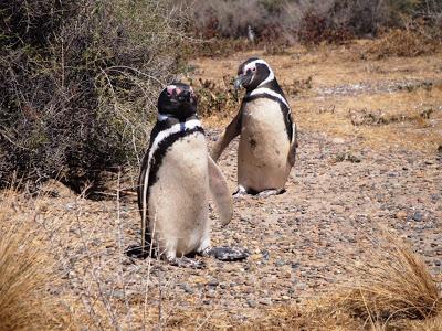 Pingüinera de San Lorenzo – Península Valdés