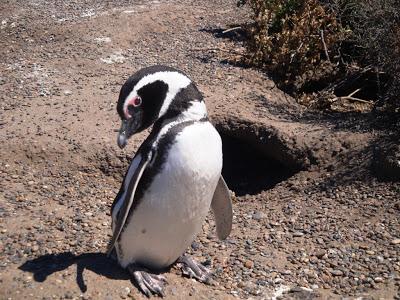 Pingüinera de San Lorenzo – Península Valdés