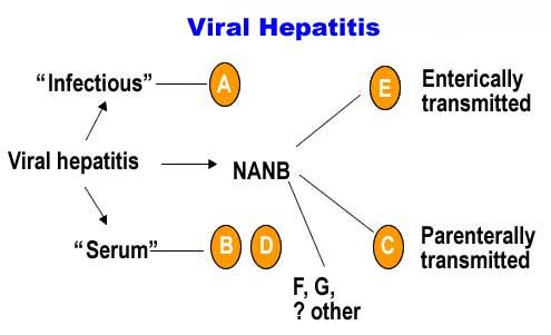 Afección de la hepatitis vírica en nuestro organismo y los tipos que existen