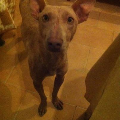 Foto: Dingo, solo tiene 8 meses, rescatado de la calle enfermo y desnutrido. Depués de largas semanas, conseguimos curarlo, ganarnos la confianza en los humanos, y que empezara a jugar!!! le encanta correr con sus perritas compañeras, es muy obediente, muy bueno. Está en Tarifa. Contacto:lolitadeirixoa@hotmail.com.