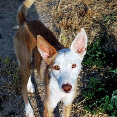 Foto: Nombre: PIPI  Raza: PODENCO  Sexo: MACHO  F.Entrada: Junio 2011  Edad: DIC-2010  Peso: 12 kilos  Altura: 45 cm.  Castrado: Aun no  CARÁCTER: Es muy-muy- muy bueno, sociable y simpático. Tienes actitudes propias de perrito joven,  es activo y juguetón, necesita ejercicio diario.  SU HISTORIA: Durante días, Marisol, le veían sin que consiguiera que se acercase. Un día empezó a seguir el coche, pero al parar se alejaba... Paró el coche, se alejo y se sentó en el suelo, llamándole bajito y después de un buen rato, consiguió que se acercase y le pudo coger. Las primeras caricias le supieron a gloria, enseguida pidió más.  CONTACTO: AMIDEA Miajadas - marisolamidea@gmail.com