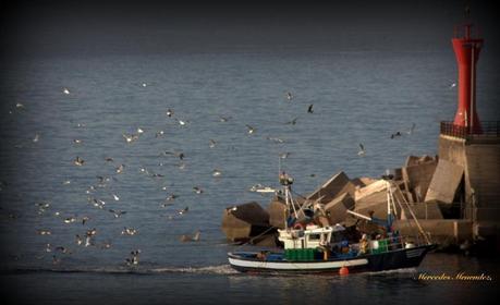 img 6940 Playa de los Cristianos: ciudad cosmopolita en Tenerife Sur 