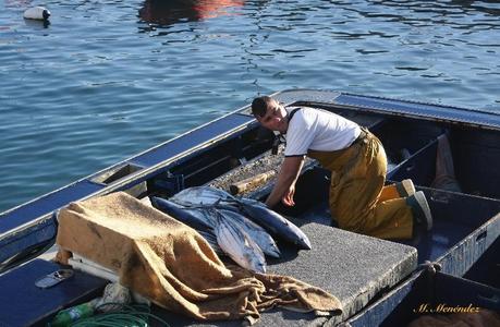 img 7119 Playa de los Cristianos: ciudad cosmopolita en Tenerife Sur 