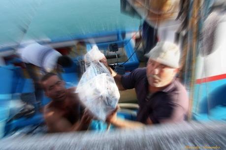 img 9688 Playa de los Cristianos: ciudad cosmopolita en Tenerife Sur 