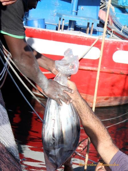 img 9677 Playa de los Cristianos: ciudad cosmopolita en Tenerife Sur 