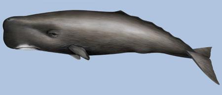 Cetáceos en Canarias: surcando las olas entre delfines y ballenas Cachalote pgf27 Cetáceos en Canarias: surcando las olas entre delfines y ballenas