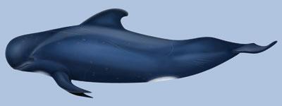 Cetáceos en Canarias: surcando las olas entre delfines y ballenas Calderon tropical pgf27 Cetáceos en Canarias: surcando las olas entre delfines y ballenas