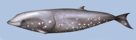 Cetáceos en Canarias: surcando las olas entre delfines y ballenas Zifio comun pgf27 Cetáceos en Canarias: surcando las olas entre delfines y ballenas