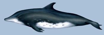 Cetáceos en Canarias: surcando las olas entre delfines y ballenas Delfin diente rugoso pgf27 2 Cetáceos en Canarias: surcando las olas entre delfines y ballenas