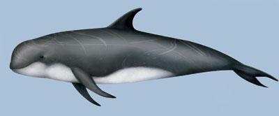 Cetáceos en Canarias: surcando las olas entre delfines y ballenas Calderon gris pgf27 Cetáceos en Canarias: surcando las olas entre delfines y ballenas