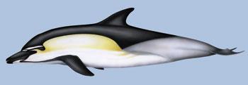 Cetáceos en Canarias: surcando las olas entre delfines y ballenas Delfin comun pgf27 1 Cetáceos en Canarias: surcando las olas entre delfines y ballenas
