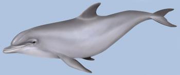 Cetáceos en Canarias: surcando las olas entre delfines y ballenas Delfin mular pgf27 Cetáceos en Canarias: surcando las olas entre delfines y ballenas