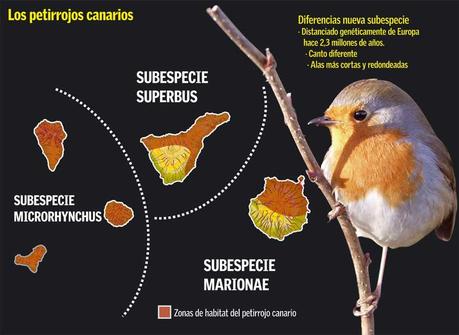 infografia petirrojo Aves de Canarias