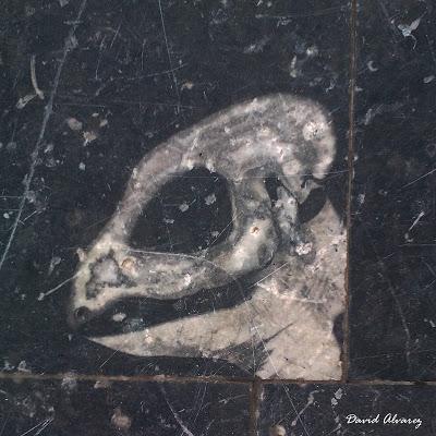 Fósiles en la ciudad