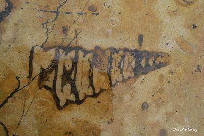 Fósiles en la ciudad