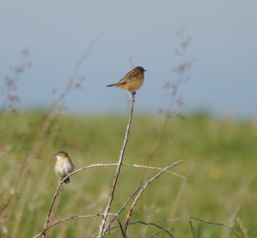 Buitrones en comando