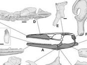 Pannoniasaurus inexpectatus: primer mosasaurio agua dulce mundo