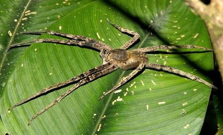 Sabias que el Veneno de una araña provoca 4 horas de erección. ¿El próximo viagra?