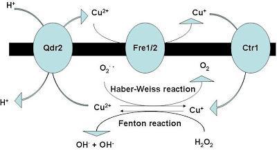 Domando al cobre Domando al cobre