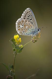 Para ampliar Lysandra bellargus (Rottemburg, 1775) niña celeste hacer clic