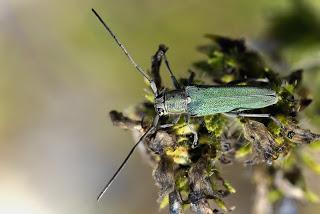 Para ampliar Opsilia coerulescens (Scopoli, 1763) hacer clic