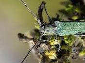 Opsilia coerulescens (Scopoli, 1763)