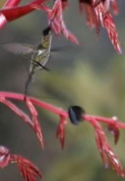 Conociendo al colibrí cola de espátula en peligro de extinción (es de Perú)