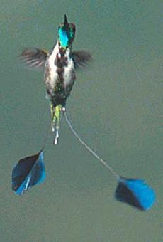 Conociendo al colibrí cola de espátula en peligro de extinción (es de Perú)