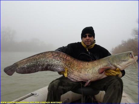 SILURO SILURO 640x480 SILURO PESCA EN NOCHEBUENA