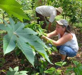 Actualizando el modelo económico cubano en 2012