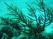 ponerte guapa puedes perjudicar reproducción corales