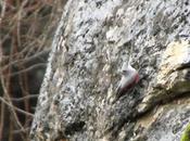 parece mariposa-treparriscos-trichodroma muraria