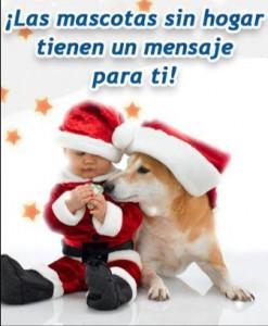im112 247x300 Un mensaje de Navidad de las mascotas sin hogar