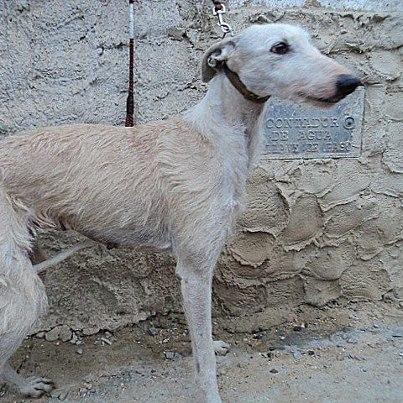 Foto: ESTA ES ANIKA, UNA PRECIOSA GALGA BLANCA CONDENADA A MORIR POR NO SERVIR PARA CAZAR. EL GALGUERO QUE LA TIENE DICE QUE SI NO LE ENCONTRAMOS ALGO SE DESHARÁ DE ELLA. LE HAN ARRANCADO EL CHIP CON UN CORTE EN EL CUELLO. NECESITA ADOPCIÓN O ACOGIDA URGENTEMENTE. ESTÁ EN UN PUEBLO DE HUELVA. COMO PODÉIS VER EN LAS FOTOS ESTÁ MUERTA DE MIEDO. POR FAVOR, AYUDA PARA ELLA.   CONTACTO: m.j.saladocano@hotmail.com  TFNO: MARÍA JOSÉ 667 75 39 20  THIS IS ANIKA, A BEAUTIFUL WHITE FEMALE GREYHOUND CONDEMNED TO DIE BECAUSE SHE DON'T HUNT. THE MAN WHO HAS HER SAYS IF NOBODY ADOPT HER HE WILL KILL HER. HER CHIP HAS BEEN EXTRACTED BY CUTTING HER NECK. SHE IS IN A VILLAGE FROM HUELVA, SPAIN. SHE NEEDS RECPTION OR ADOPTION URGENTLY. PLEAS, HELP HER.   CONTACT: m.j.saladocano@hotmail.com 667 75 39 20