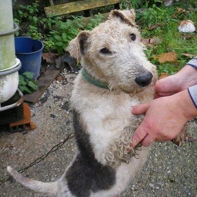 Foto: Xiber es un pequeño foxterrier de 4 años en Nava, asturias. Es de un cazador y ya no caza. Ahora vive de cadena perpetúa en un bidón de agua.Es pequeño y sociable - le buscamos acogida! Contacto: perrosdeoriente2@gmail.com