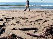 Misterioso varamiento masivo calamar Humboldt California