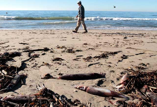 calamares de Humboldt varados en California