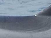 Ayuda delfín mular Mediterráneo