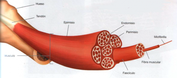Así es un músculo por dentro