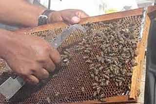 Presidente boliviano firmó decreto para creación del Centro Apícola