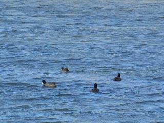 Yayo Chamin paseando por el parque de Plaza, en Zaragoza (Parte 1).