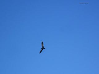 Yayo Chamin paseando por el parque de Plaza, en Zaragoza (Parte 1).