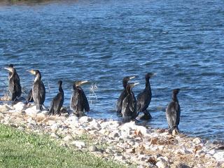 Yayo Chamin paseando por el parque de Plaza, en Zaragoza (Parte 1).