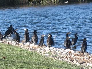 Yayo Chamin paseando por el parque de Plaza, en Zaragoza (Parte 1).