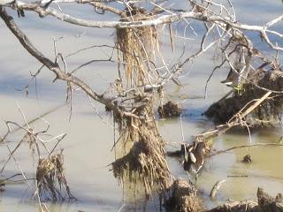 Paseando por el Ebro (V) con Yayo Chamin.