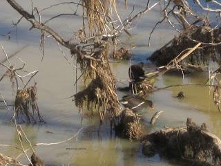 Paseando por el Ebro (V) con Yayo Chamin.