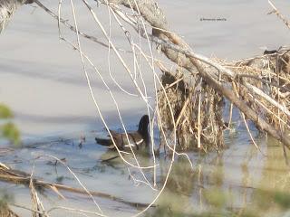 Paseando por el Ebro (V) con Yayo Chamin.