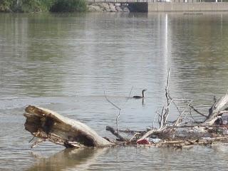 Paseando por el Ebro (V) con Yayo Chamin.