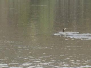 Paseando por el Ebro (V) con Yayo Chamin.