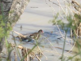 Paseando por el Ebro (V) con Yayo Chamin.